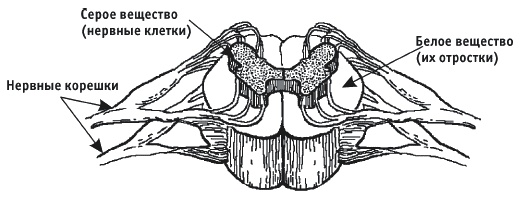 Иллюстрация к книге — Грыжа позвоночника. Безоперационное лечение и профилактика [_017.jpg]