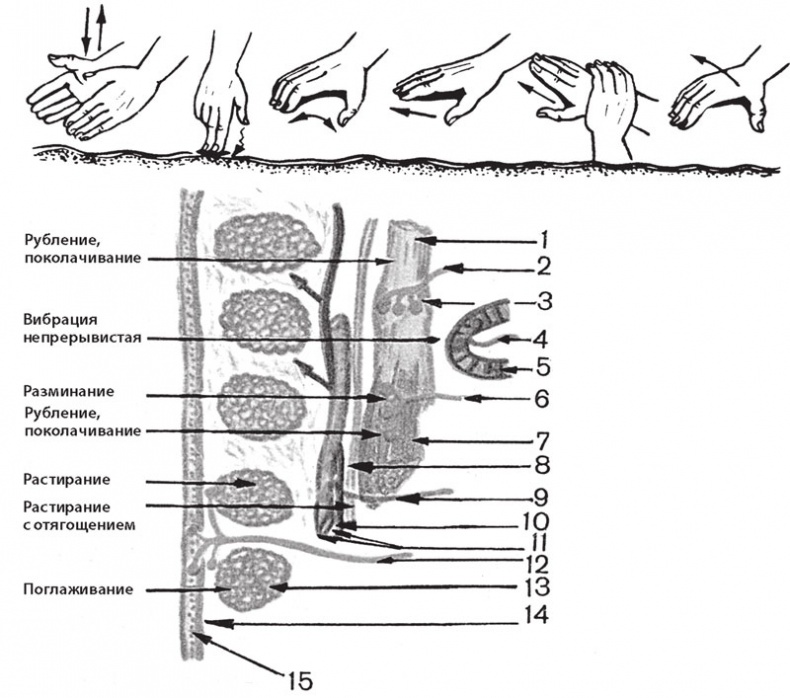 Иллюстрация к книге — Атлас. Практический массаж [i_033.jpg]