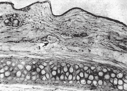 Иллюстрация к книге — Атлас. Практический массаж [i_133.jpg]