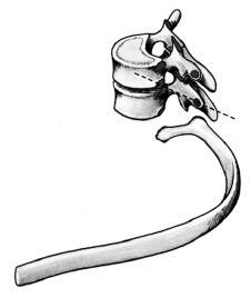 Иллюстрация к книге — Ария для спины. Авторская программа против боли в суставах [i_003.jpg]