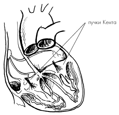 Иллюстрация к книге — Пока едет "Скорая". Рассказы, которые могут спасти вашу жизнь [i_032.jpg]