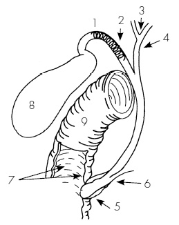 Иллюстрация к книге — Пока едет "Скорая". Рассказы, которые могут спасти вашу жизнь [i_036.jpg]