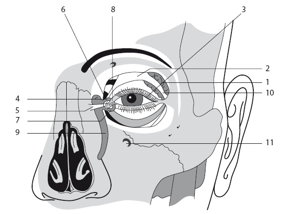 Иллюстрация к книге — Насморк. Как вылечить быстро и эффективно [i_005.jpg]