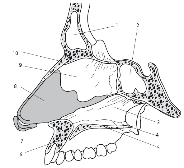 Иллюстрация к книге — Насморк. Как вылечить быстро и эффективно [i_006.jpg]