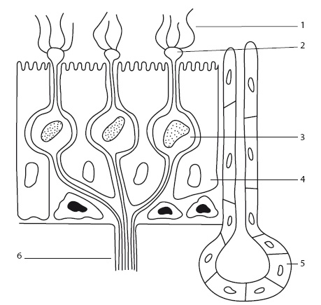 Иллюстрация к книге — Насморк. Как вылечить быстро и эффективно [i_008.jpg]