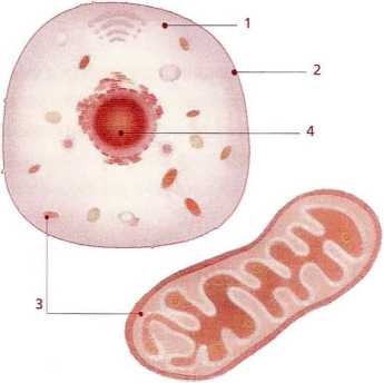 Иллюстрация к книге — Книга о теле [image24.jpg]