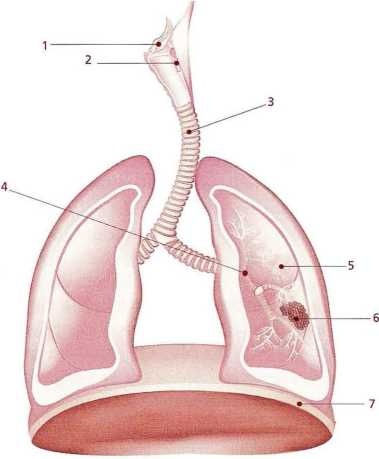 Иллюстрация к книге — Книга о теле [image31.jpg]