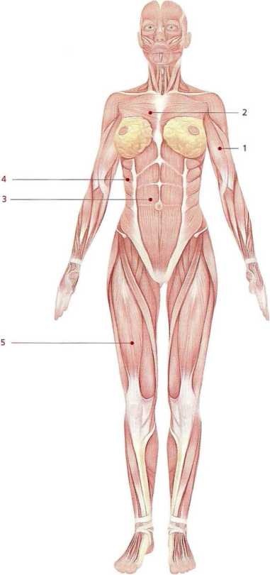 Иллюстрация к книге — Книга о теле [image34.jpg]
