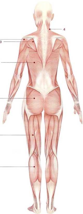 Иллюстрация к книге — Книга о теле [image36.jpg]