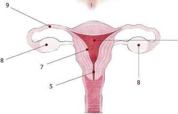 Иллюстрация к книге — Книга о теле [image38.jpg]