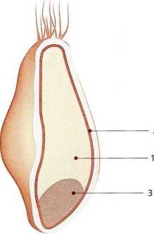 Иллюстрация к книге — Книга о теле [image7.jpg]
