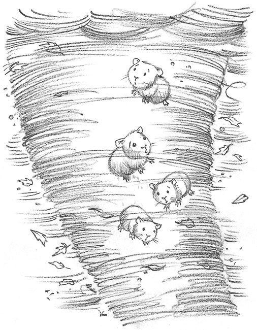 Иллюстрация к книге — Морская свинка Рози, или Тайна ветра [i_014.jpg]