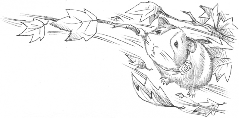 Иллюстрация к книге — Морская свинка Рози, или Тайна ветра [i_015.jpg]