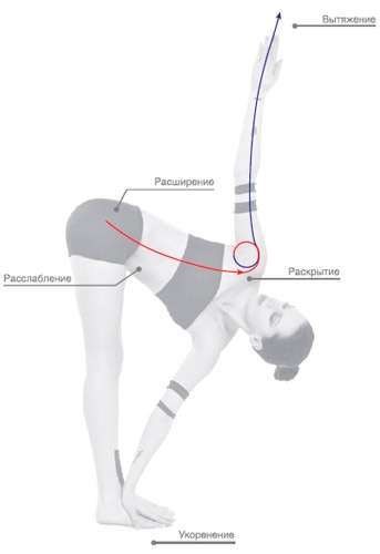 Иллюстрация к книге — Энергетика йоги. Практический курс [i_013.jpg]