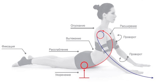 Иллюстрация к книге — Энергетика йоги. Практический курс [i_029.jpg]