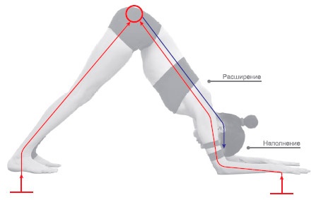 Иллюстрация к книге — Энергетика йоги. Практический курс [i_079.jpg]