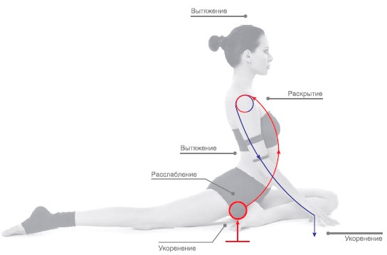 Иллюстрация к книге — Энергетика йоги. Практический курс [i_105.jpg]
