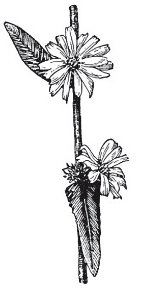 Иллюстрация к книге — Полезнее, чем женьшень! Цикорий - великий целитель. Уникальное лекарство 21 века [Autogen_eBook_id19.jpg]