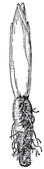 Иллюстрация к книге — Полезнее, чем женьшень! Цикорий - великий целитель. Уникальное лекарство 21 века [Autogen_eBook_id22.jpg]