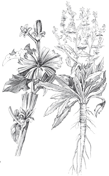 Иллюстрация к книге — Полезнее, чем женьшень! Цикорий - великий целитель. Уникальное лекарство 21 века [Autogen_eBook_id3.jpg]