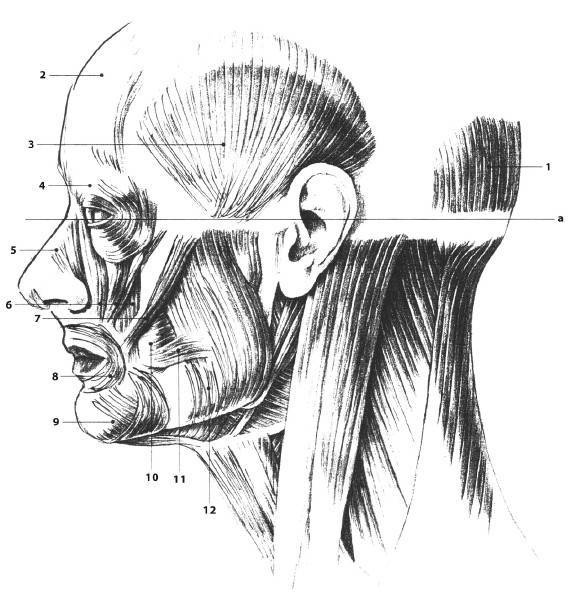Иллюстрация к книге — Биогимнастика для лица: система фейсмионика [i_003.jpg]