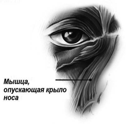 Иллюстрация к книге — Биогимнастика для лица: система фейсмионика [i_047.jpg]