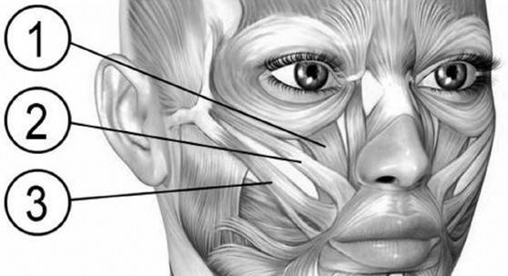 Иллюстрация к книге — Биогимнастика для лица: система фейсмионика [i_051.jpg]