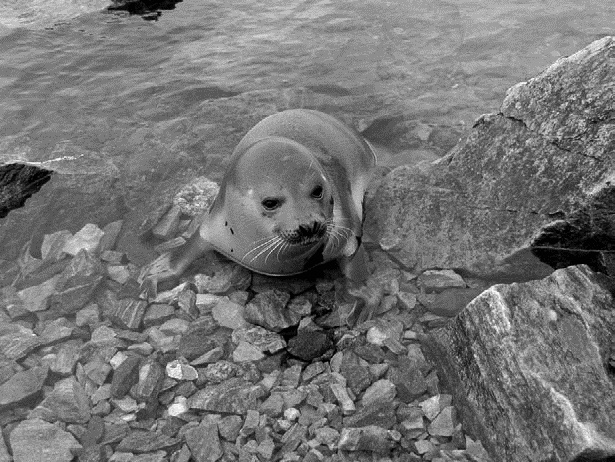 Иллюстрация к книге — Работа, деньги и любовь. Путеводитель по самореализации [_134.jpg]