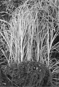 Иллюстрация к книге — Орехи – целители. Миндаль, арахис и другие орехи на страже здоровья и долголетия [_5.jpg]