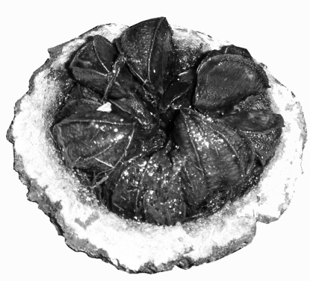 Иллюстрация к книге — Орехи – целители. Миндаль, арахис и другие орехи на страже здоровья и долголетия [_6.jpg]