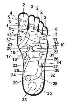 Иллюстрация к книге — Точки болезни и здоровья на ваших ступнях [Autogen_eBook_id7.jpg]