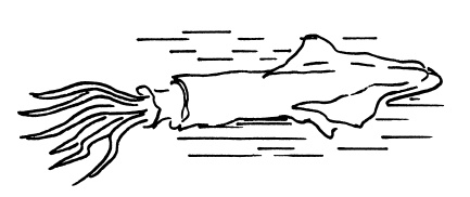 Иллюстрация к книге — Ложка йода для щитовидной железы [Autogen_eBook_id17.jpg]