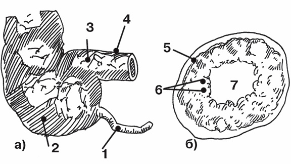 Иллюстрация к книге — Система здоровья Нормана Уокера [i_004.jpg]