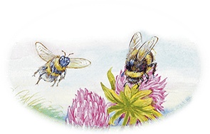 Иллюстрация к книге — Приключения Муравьишки [i_006.jpg]