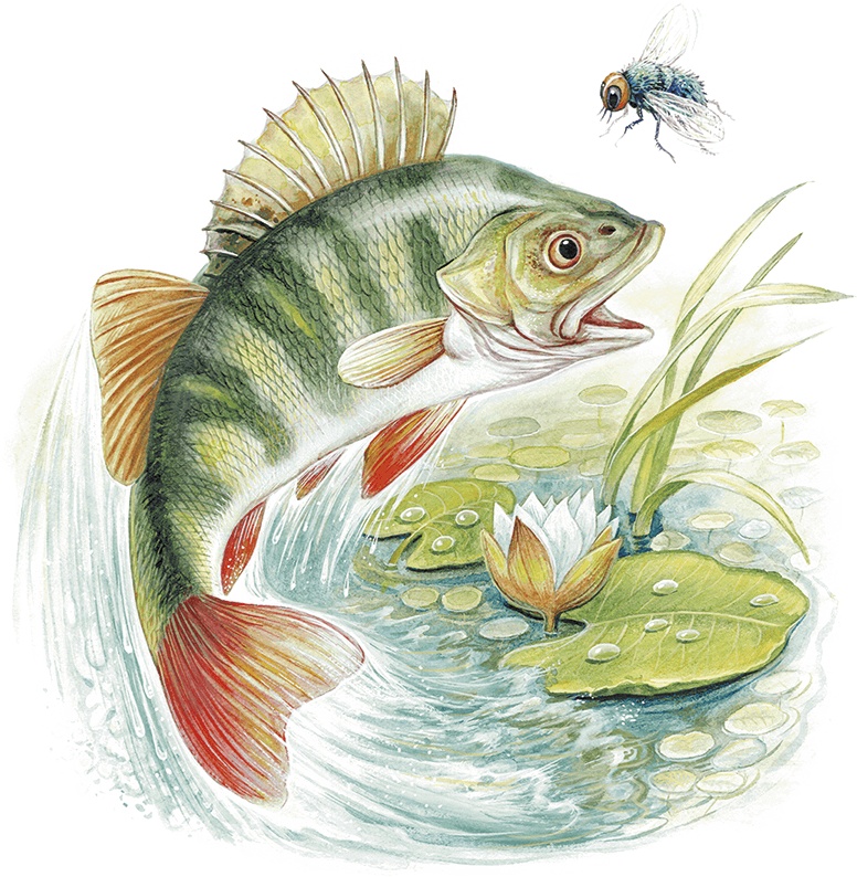 Иллюстрация к книге — Приключения Муравьишки [i_013.jpg]