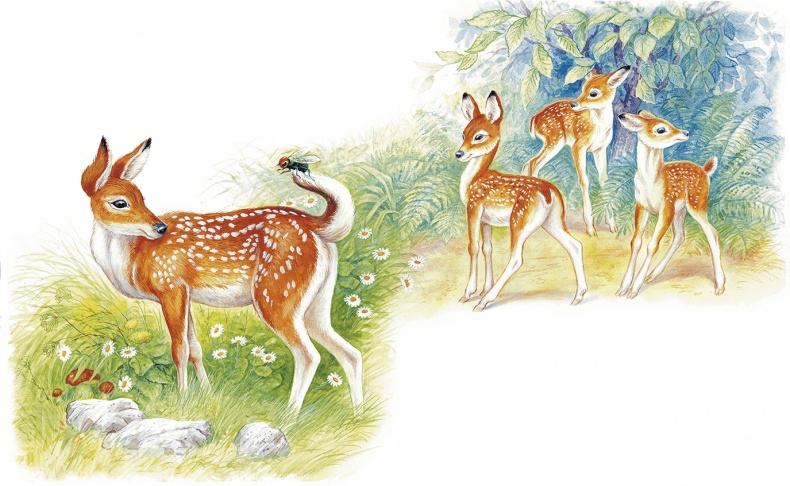 Иллюстрация к книге — Приключения Муравьишки [i_016.jpg]