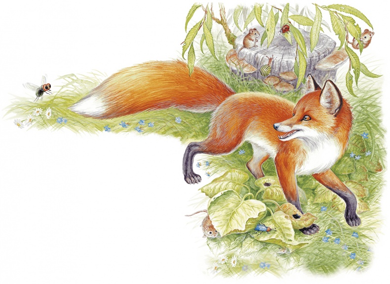 Иллюстрация к книге — Приключения Муравьишки [i_017.jpg]