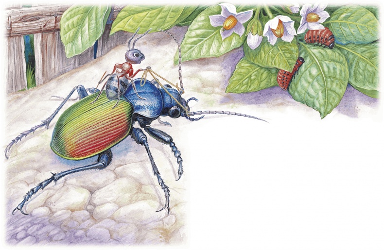 Иллюстрация к книге — Приключения Муравьишки [i_022.jpg]