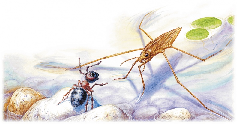 Иллюстрация к книге — Приключения Муравьишки [i_025.jpg]