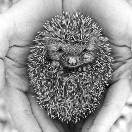 Иллюстрация к книге — Как стать звездой YouTube. ЛюсиЛюкс: Сетевая катастрофа [_076_2.jpg]