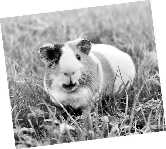 Иллюстрация к книге — Как стать звездой YouTube. ЛюсиЛюкс: Сетевая катастрофа [_095_6.jpg]