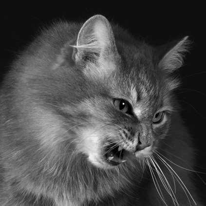 Иллюстрация к книге — Как стать звездой YouTube. ЛюсиЛюкс: Сетевая катастрофа [_112_2.jpg]