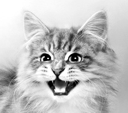 Иллюстрация к книге — Как стать звездой YouTube. ЛюсиЛюкс: Сетевая катастрофа [_184_2.jpg]