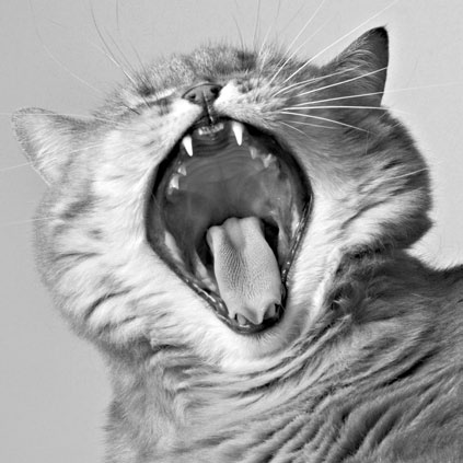 Иллюстрация к книге — Как стать звездой YouTube. ЛюсиЛюкс: Сетевая катастрофа [_209_2.jpg]