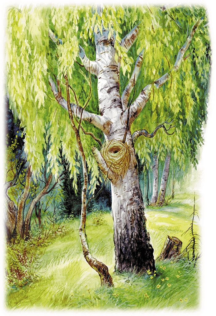 Иллюстрация к книге — Лесной голосок (сборник) [i_001.jpg]