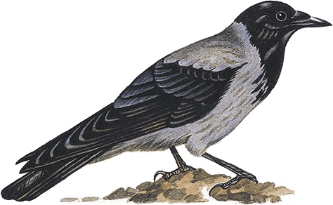 Иллюстрация к книге — Лесной голосок (сборник) [i_010.jpg]