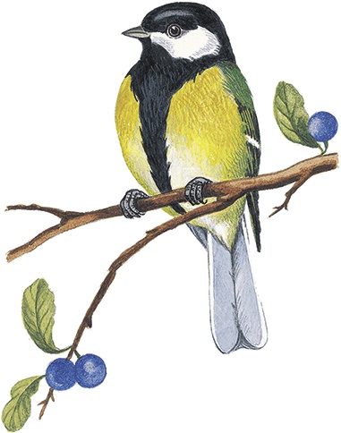 Иллюстрация к книге — Лесной голосок (сборник) [i_014.jpg]