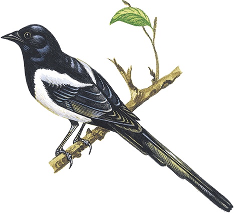 Иллюстрация к книге — Лесной голосок (сборник) [i_017.jpg]