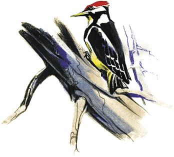 Иллюстрация к книге — Лесной голосок (сборник) [i_019.jpg]