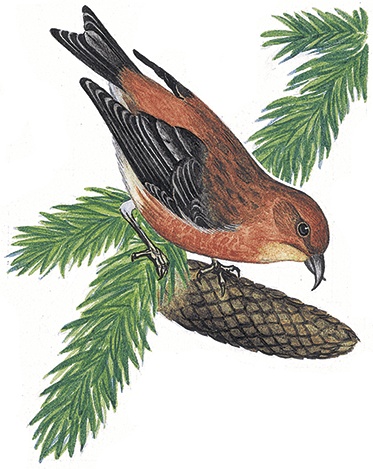 Иллюстрация к книге — Лесной голосок (сборник) [i_029.jpg]